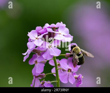 A half-black bumblebee, bombus vagans, pollinating a Dame's Rocket flower in a garden Stock Photo