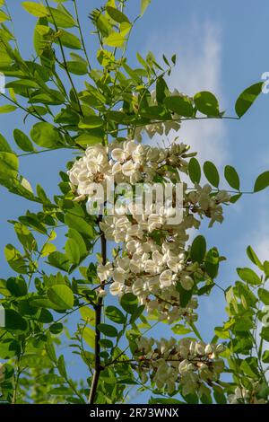 Black locust tree blooming in the spring. Robinia pseudoacacia white flowers. Stock Photo