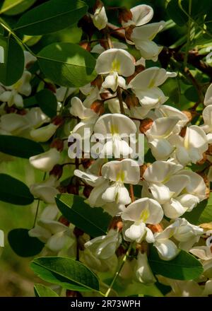 Black locust tree blooming in the spring. Robinia pseudoacacia white flowers. Stock Photo