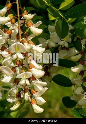 Black locust tree blooming in the spring. Robinia pseudoacacia white flowers. Stock Photo