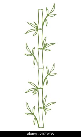 Bamboo stem and leaves Green outline Hand drawn vector illustration Isolated on white background Stock Vector