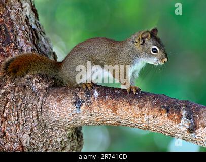 A side view of a red squirrel Tamiasciurus hudsonicus, perched on a spruce tree branch Stock Photo