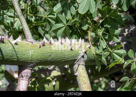 Close up of the thorns on the trunk and branches of the Silk Floss or Floss-Silk tree (Ceiba speciosa, formerly Chorisia speciosa), is a member of the Stock Photo