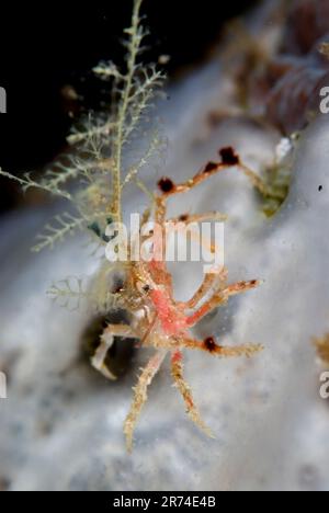 Spider Crab, Naxoides taurus, with attached protective Hydroid, Hydrozoa Class, night dive, Kalabahi Bay, Alor, Banda Sea, Indonesia Stock Photo