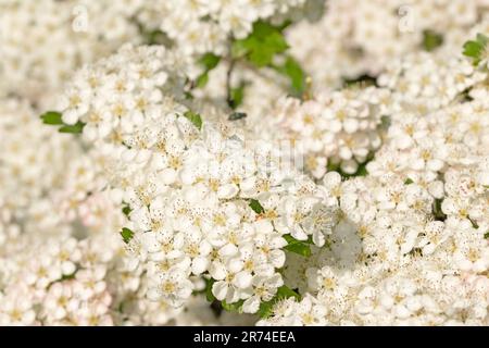Full frame close up macro image of hawthorn flowers, Crataegus monogyna. Stock Photo