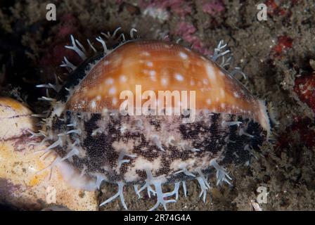 Map Cowrie Shell, Cypraea mappa, night dive, Nudi Falls dive site, Lembeh Straits, Sulawesi, Indonesia Stock Photo