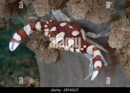 Harlequin Crab, Lissocarcinus laevis, at base of on Tree Anemone, Actinodendron arboreum, Pante Kecil dive site, Lembeh Straits, Sulawesi, Indonesia Stock Photo