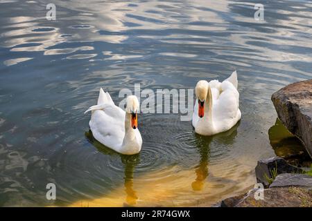 A pair of beautiful white swans on the water surface of the lake near a stone boulder on the shore against the blue sky reflected in the water. Stock Photo