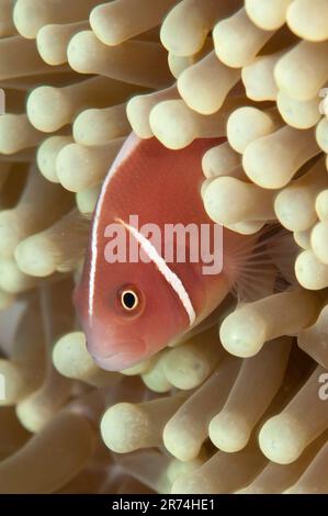 Pink Anemonefish, Amphiprion periderion, in Magnificent Sea Anemone, Heteractis magnifica, tentacles, Laha dive site, Ambon, Moluccas, Indonesia Stock Photo
