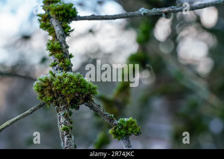 Fine green moss and lichen growing in forest over tree - few icy snow crystals on it Stock Photo