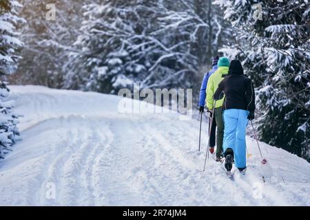 Three cross country skiers walking over snow covered road, coniferous trees on side, view from behind Stock Photo