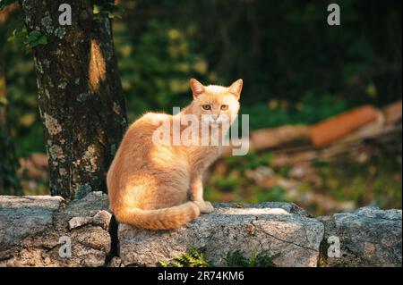 Portrait of yellow cat sitting on a stone wall Stock Photo