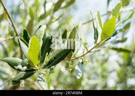 Olive tree, closeup on the leaves and flowers Stock Photo