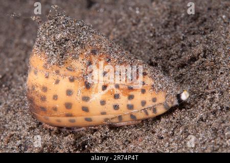 Lettered Cone Shell, Conus litteratus, on sand with siphon, night dive, Perai Village dive site, Wetar Island, near Alor, Indonesia Stock Photo