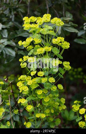 Euphorbia amygdaloides var. robbiae or wood spurge, bushy evergreen perennial flowering plant in the family Euphorbiaceae, native to woodland Europe, Stock Photo