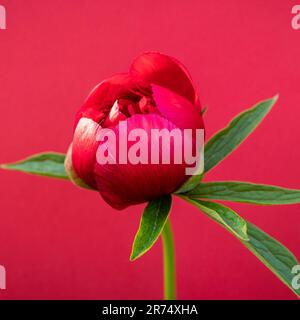 beautiful peony flower bud on red background Stock Photo