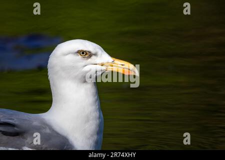 A close up of the head of a European Herring Gull (Larus argentatus) swimming on a pond Stock Photo