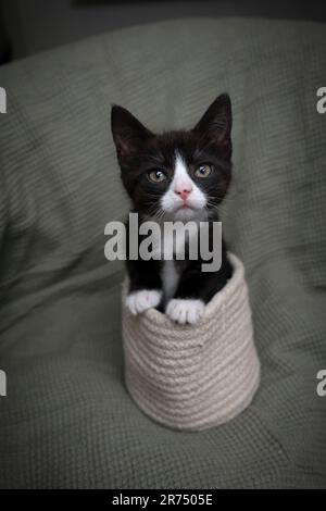 Curious Tuxedo Kitten looking at the camera. The little cat is coming out of his warm basket and looks tenderly at the camera. Stock Photo