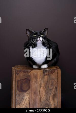 Tuxedo cat sitting on a dark brown wood looking up at copy space. The cat has very long whiskers. Curious cat concept. Stock Photo