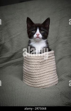 Cute tuxedo kitten inside of tiny basket. The little cat is coming out of his warm basket and looks tenderly at the camera. Stock Photo