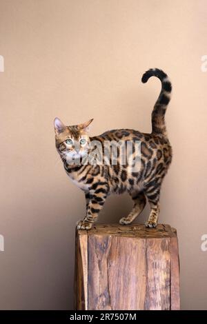Bengal cat with beautiful fur pattern standing on a block of wood, side view, studio shot with beige background and copy space. Stock Photo