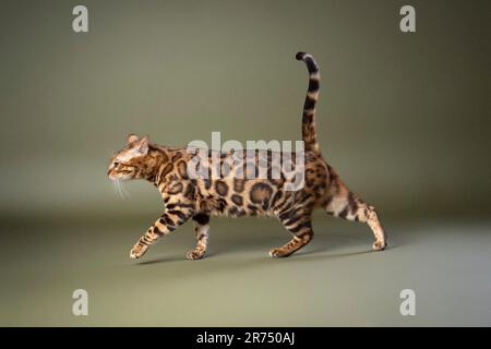 bengal cat with beautiful fur pattern walking on olive green studio background, side view with copy space Stock Photo