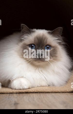 fluffy Birman cat with blue eyes lying on a carpet looking at camera curiously Stock Photo