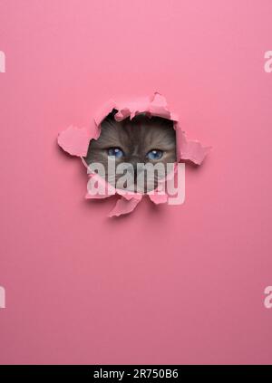 curious birman cat peeking through a torn paper hole in a bright pink wall, studio shot with copy space Stock Photo