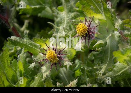 Fresh blooming yellow St. Benedict's thistle close up outdoors Stock Photo