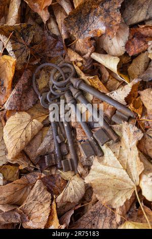 Old rusty keys lying in autumn leaves, keys lost, Stock Photo