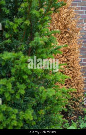 Healthy green yew tree, brown yew tree in the background, detail, icon image, withered, pest infestation, garden, Stock Photo