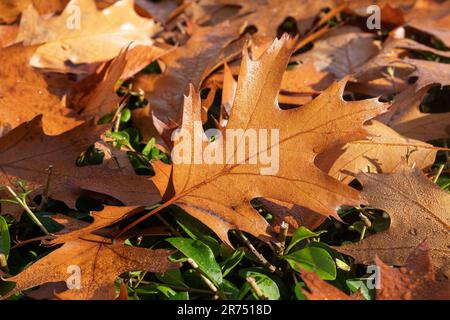 Autumn leaves, oak leaves lie on a hedge, Stock Photo