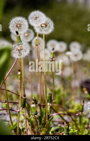 Dandelions on a dandelion meadow in Germany Stock Photo