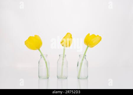 Three yellow tulips in three flower vases Stock Photo