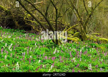 Europe, Sweden, Skane, Söderasen National Park, flowering hollow larkspur (Corydalis cava), dead wood, mossy logs and stones. Stock Photo
