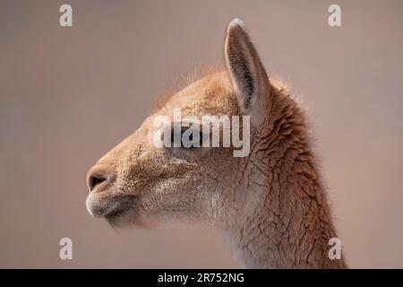 Vicuña Portraits in The Atacama Desert Stock Photo