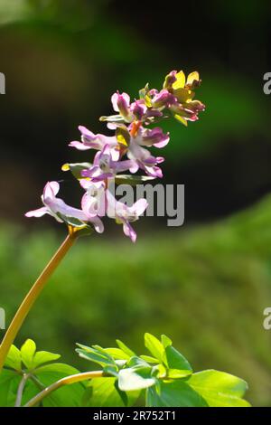 Europe, Sweden, Skane, Söderasen National Park, flowering hollow ...