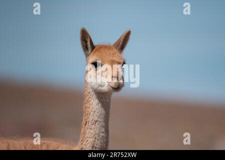 Vicuña Portraits in The Atacama Desert Stock Photo