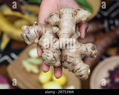 african female hands holding ginger root on african traditional background. Close-up, Selective focus Stock Photo