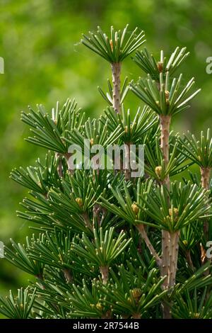 Koyamaki, Japanese Umbrella Pine Tree Sciadopitys verticillata 'Beauty Green' Stock Photo