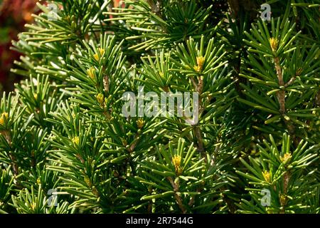 Parasol Fir, Koyamaki, Japanese Umbrella Pine, Sciadopitys verticillata 'Beauty Green' in Garden Stock Photo