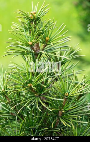 Parasol Fir, Sciadopitys verticillata 'Big Green', Japanese Umbrella Pine Tree Stock Photo