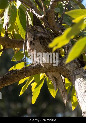 Australian Marbled Frogmouth bird, podargus ocellatus, roosting in avocado tree in daytime. Camouflaged. Bristly feathers on head. Queensland. Stock Photo