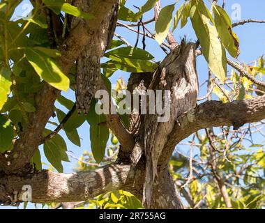 Pair of Australian Marbled Frogmouth, podargus ocellatus, roosting in avocado tree in daytime. Camouflaged. Bristly feathers on head. Queensland Stock Photo
