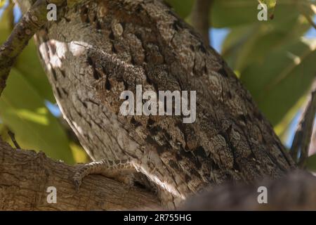 Wing of Australian Marbled Frogmouth, podargus ocellatus, roosting in avocado tree in daytime. Camouflaged. Marble pattern feathers. Queensland Stock Photo