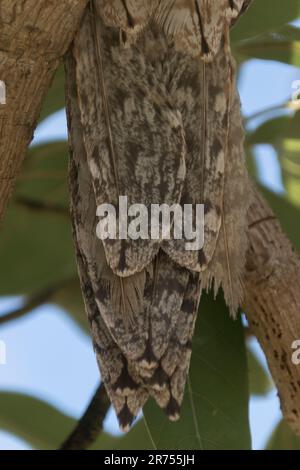 Back of Australian Marbled Frogmouth , podargus ocellatus, roosting in avocado tree in daytime. Camouflaged. Marble pattern feathers. Queensland Stock Photo