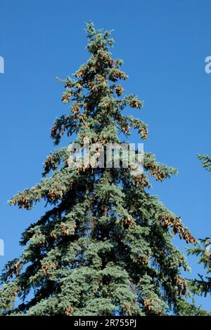 Colorado Blue Spruce Tree Picea pungens 'Glauca' Stock Photo