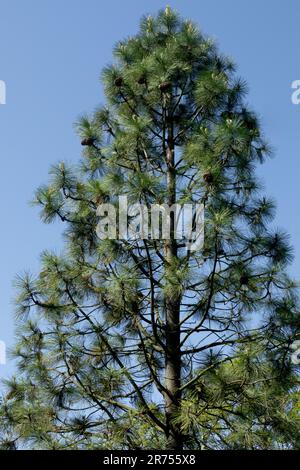 Black Pine, Jeffreys Pine, Tree, Pinus jeffreyi, Pino de Jeffrey Stock Photo