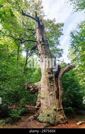 Reinhardswald, forest Jungle Sababurg (jungle in the Reinhardswald), old oak in Nordhessen, Hessen, Hesse, Germany Stock Photo