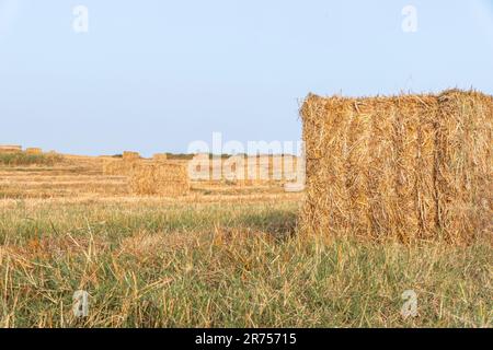 Pack of straw in a field in Israel Stock Photo - Alamy